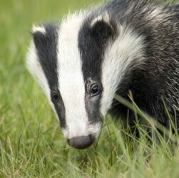 Badgers