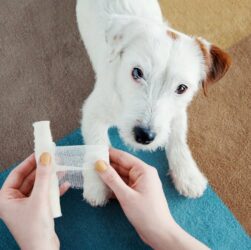Dog Treats