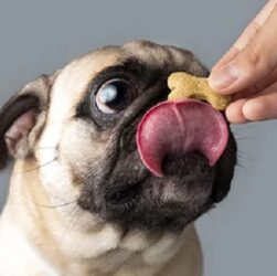 Treats for Dogs