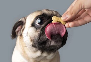 Treats for Dogs